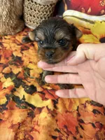 Shelby , a female Yorkshire Terrier for sale in Homerville, GA – 6 of 8