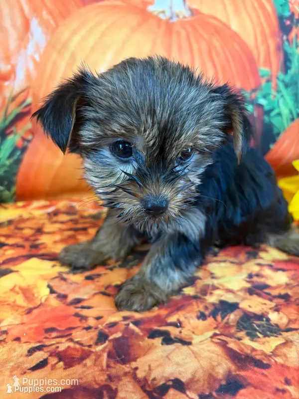 Shelby  – Yorkshire Terrier puppy for sale in Homerville, GA