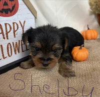 Shelby , a female Yorkshire Terrier for sale in Homerville, GA – 4 of 8
