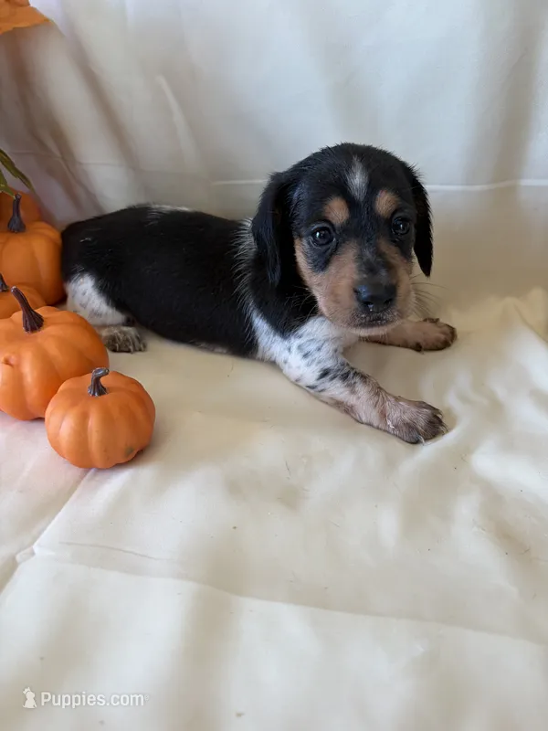 Blossom  – Miniature Dachshund puppy for sale in Homerville, GA