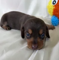 Bridget, a female Miniature Dachshund for sale in Homerville, GA – 2 of 5