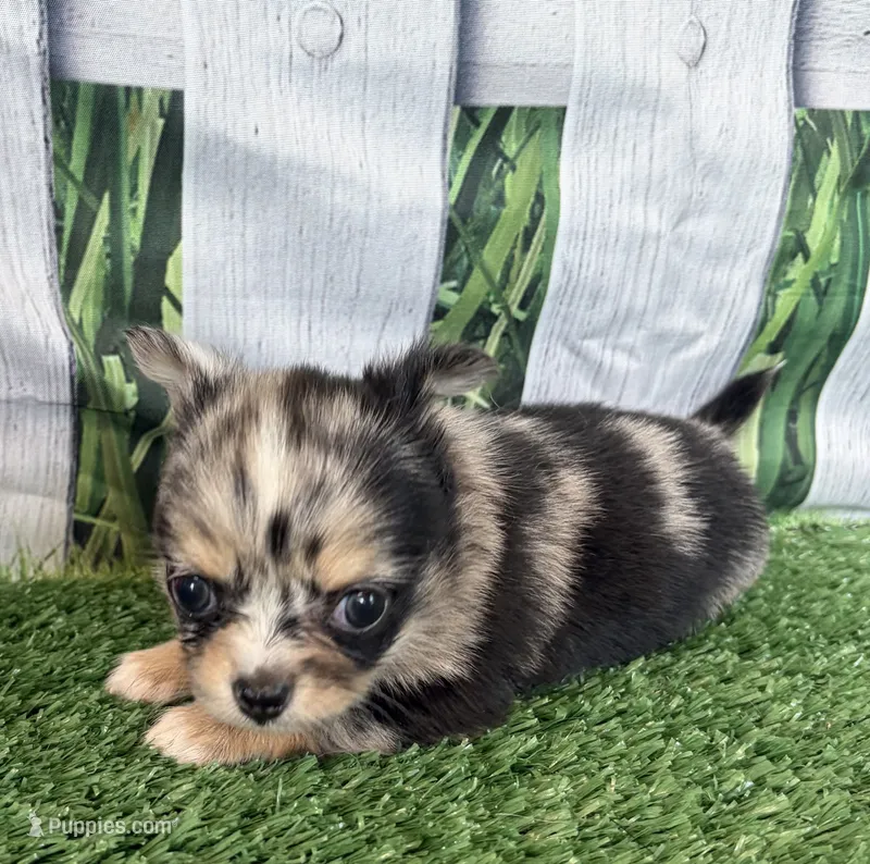 Lyra – Chihuahua puppy for sale in Homerville, GA