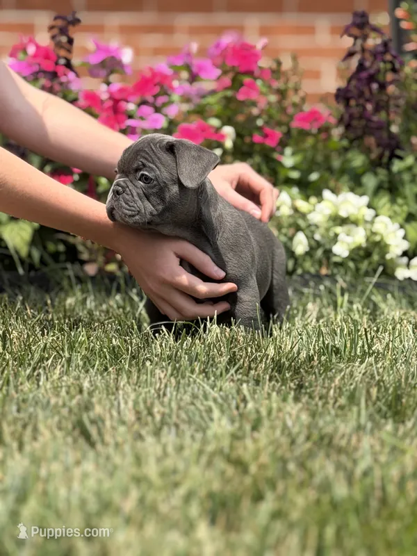 Jakey – French Bulldog puppy for sale in Livonia, MI