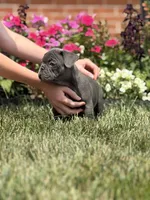 Jakey, a male French Bulldog for sale in Livonia, MI – 1 of 4