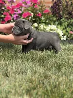 Jakey, a male French Bulldog for sale in Livonia, MI – 3 of 4