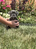 Potato, a male French Bulldog for sale in Livonia, MI – 4 of 7