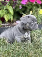 Maui, a female French Bulldog for sale in Livonia, MI – 4 of 6