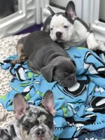 Maui, a female French Bulldog for sale in Livonia, MI – 6 of 6