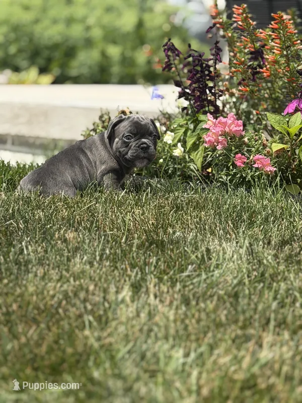 Potato – French Bulldog puppy for sale in Livonia, MI