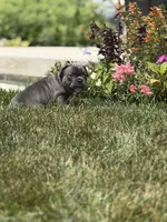 Potato, a male French Bulldog for sale in Livonia, MI – 1 of 7