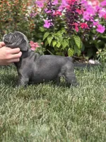 Potato, a male French Bulldog for sale in Livonia, MI – 6 of 7