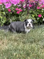 Oreo, a female French Bulldog for sale in Livonia, MI – 3 of 4