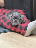 Potato, a male French Bulldog for sale in Livonia, MI – 7 of 7