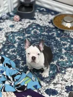 Koda, a male French Bulldog for sale in Livonia, MI – 2 of 6