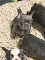 Maui, a female French Bulldog for sale in Livonia, MI – 2 of 6