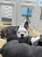Koda, a male French Bulldog for sale in Livonia, MI – 4 of 6