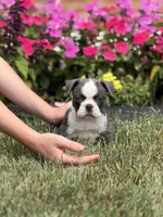 Oreo, a female French Bulldog for sale in Livonia, MI – 2 of 4