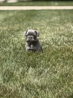 Maui, a female French Bulldog for sale in Livonia, MI – 5 of 6