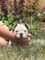 Koda, a male French Bulldog for sale in Livonia, MI – 6 of 6
