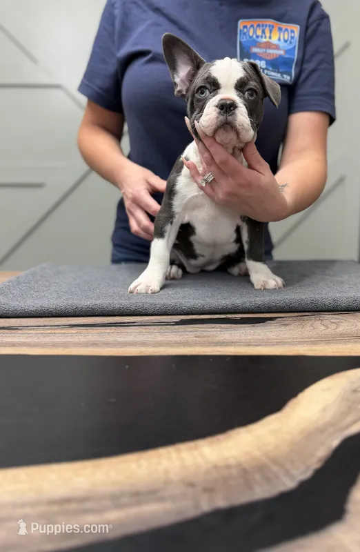 Oreo – French Bulldog puppy for sale in Livonia, MI