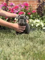 Jakey, a male French Bulldog for sale in Livonia, MI – 4 of 4