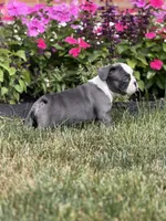 Oreo, a female French Bulldog for sale in Livonia, MI – 4 of 4