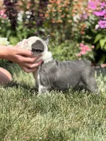 Koda, a male French Bulldog for sale in Livonia, MI – 3 of 6