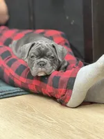 Potato, a male French Bulldog for sale in Livonia, MI – 5 of 7
