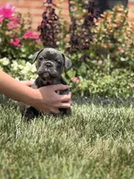 Potato, a male French Bulldog for sale in Livonia, MI – 3 of 7