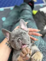 Maui, a female French Bulldog for sale in Livonia, MI – 3 of 6