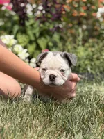 Koda, a male French Bulldog for sale in Livonia, MI – 5 of 6