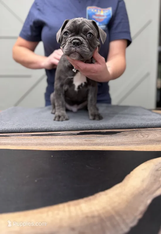 Potato – French Bulldog puppy for sale in Livonia, MI