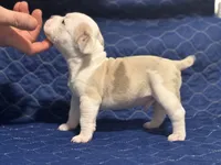 processed/c667eb6c-c886-41b5-8b3a-3cb5afb87b56/listing/cd447b84-14bb-4519-a6bf-ac29b4d776d7/48ccbc16-d2ef-44ed-b160-0795fc513d88