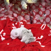 processed/c667eb6c-c886-41b5-8b3a-3cb5afb87b56/listing/cd447b84-14bb-4519-a6bf-ac29b4d776d7/9ca973ed-4d29-402e-92be-6d585e049bad