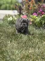 Potato, a male French Bulldog for sale in Livonia, MI – 2 of 7