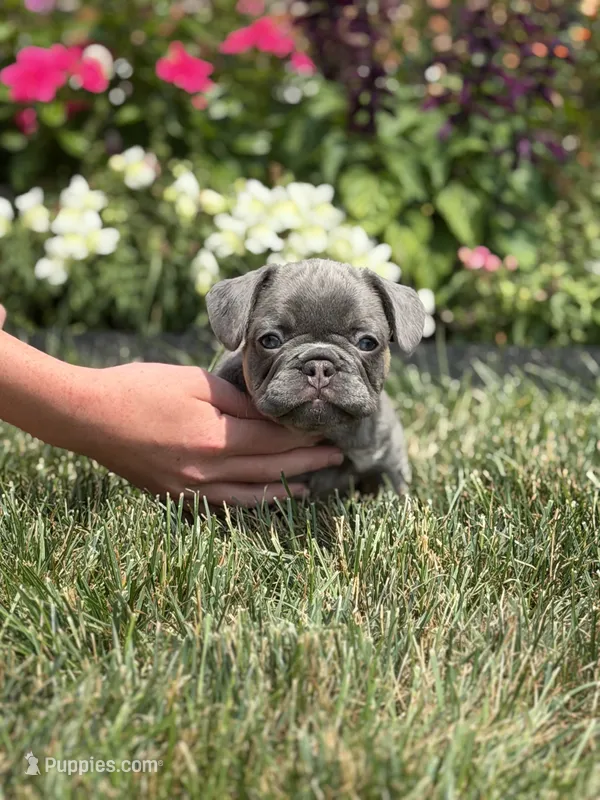 Maui – French Bulldog puppy for sale in Livonia, MI