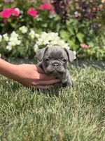 Maui, a female French Bulldog for sale in Livonia, MI – 1 of 6