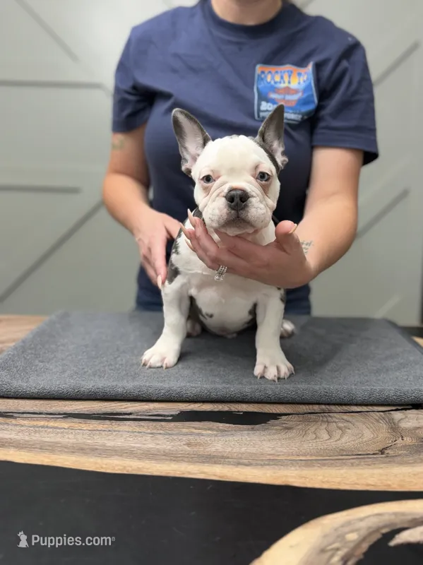 Koda – French Bulldog puppy for sale in Livonia, MI