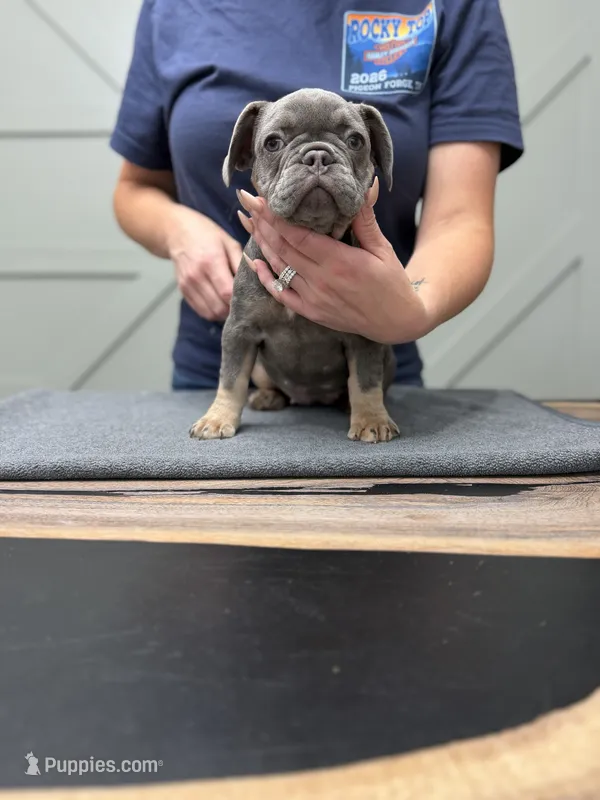 Maui – French Bulldog puppy for sale in Livonia, MI