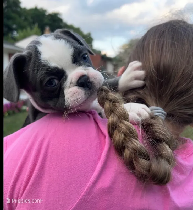 Oreo – French Bulldog puppy for sale in Livonia, MI