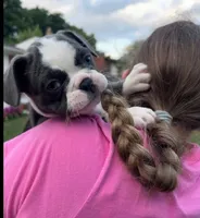 Oreo, a female French Bulldog for sale in Livonia, MI – 1 of 4