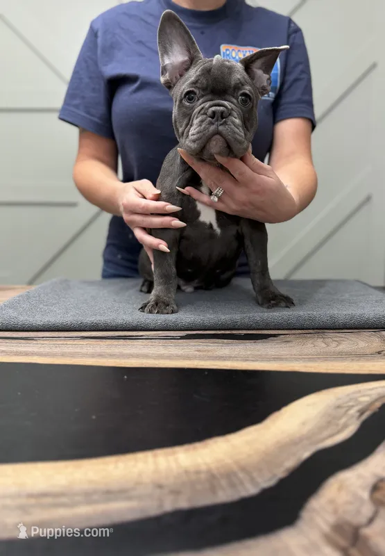 Jakey – French Bulldog puppy for sale in Livonia, MI
