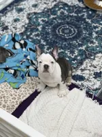 Koda, a male French Bulldog for sale in Livonia, MI – 1 of 6