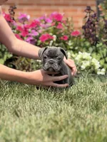 Jakey, a male French Bulldog for sale in Livonia, MI – 2 of 4