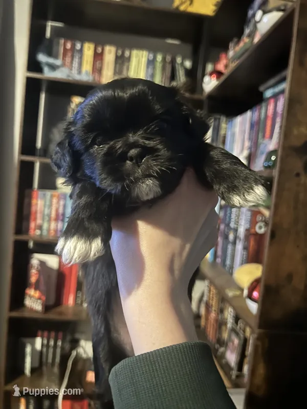 Dip stick  – Shih Tzu puppy for sale in Nampa, ID
