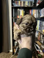 Bartholomew, a male Shih Tzu for sale in Nampa, ID – 1 of 1
