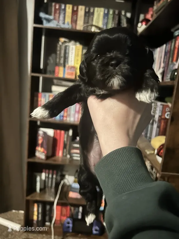 Blue  – Shih Tzu puppy for sale in Nampa, ID