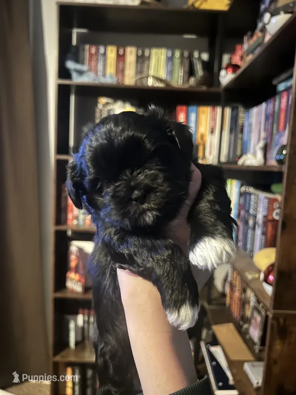 Lupita  – Shih Tzu puppy for sale in Nampa, ID