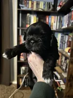 Gordo , a male Shih Tzu for sale in Nampa, ID – 1 of 1