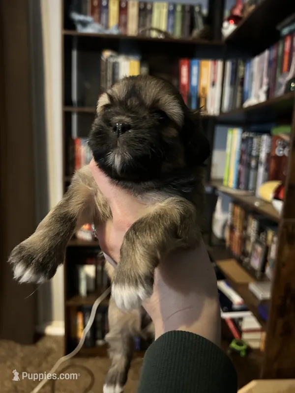 Daisy  – Shih Tzu puppy on hold in Nampa, ID